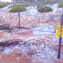 Protected sea turtle nests lining the beach.
